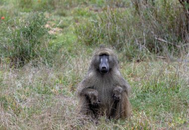 Savanadaki Safari. Güney Afrika 'daki Kruger Ulusal Parkı' nda Chacma babunu. Bir maymun çimenlerde oturur ve kameraya bakar. Hayvanlar doğal yaşam alanı, vahşi yaşam, vahşi doğa geçmişi