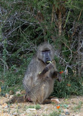Chacma baboon looks at camera, one monkey sits and chews a leaf. Animals natural habitat, wildlife, wild nature background, Kruger National Park, South Africa. Safari in savannah.  clipart