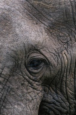 Afrika filinin göz ve gri deri ayrıntıları yaklaşıyor. Hayvanlar dikey arka planda. Vahşi doğa duvar kağıdı. Kruger Ulusal Parkı, Güney Afrika