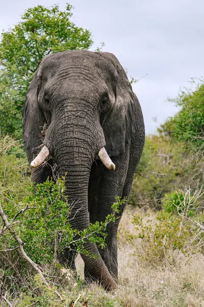 Beautiful big African elephant in savannah front view, close up. Safari in Kruger National Park, South Africa. reserve for conservation of animal populations. Animals wildlife background, wild nature