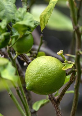 Limon ağacı, narenciye bitkisinin meyvesi. Citrus aurantiifolia, çalı dalında yeşil limon. Hasat zamanı. Güney Afrika bahçe çiftliği. Doğal duvar kağıdı. 