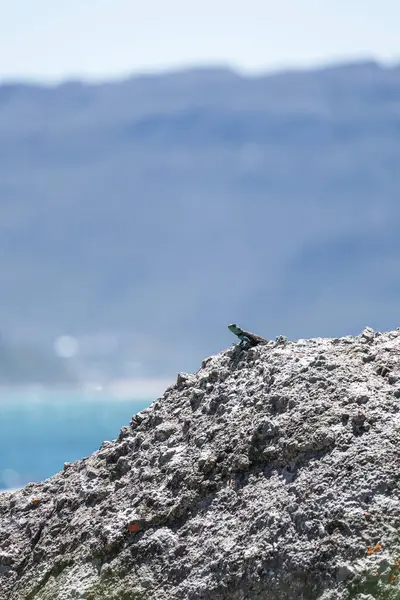 Cute small animal lizard in wildlife on rock looks into the distance. Summer nature animal wallpaper. Blue gray color background. Copy space. Summer South Africa lacertian