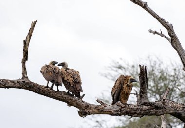 Three 3 birds White-backed African vulture on dry branch. Kruger National Park, South Africa. Animal wildlife bird background. Safari at savanna. third wheel clipart