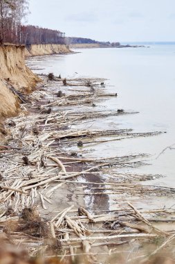 Sezon dışı doğa manzarası. Kum kayalıklarından düşen ağaçlar deniz kıyısında uzanıyordu. Bir sürü ağaç dalları, kıyı tahribatı. Su sahili aşındırıyor. Toprak aşınması, aşınma doğal süreç. Kadın doğum deposu.