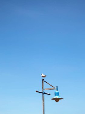 Hartlauba gull, Chroicocephalus hartlaubii. Seagull standing on a lamppost against the background of blue sky. South Africa marine, copy space clipart