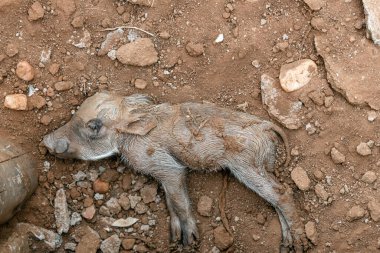 Yaygın bir yaban domuzu yeni doğmuş bebeği. Otel bölgesinde yaban domuzu olarak doğmuş. Hayvan yaban hayatı, Güney Afrika safarisi. Phacochoerus africanus vahşi doğada. Yavruların devamı. Hayvanlar insanların yanında yaşar.