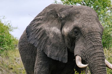 Bir Afrika filinin yakın portresi. Savana, Güney Afrika 'da, Kruger Ulusal Parkı' nda. Hayvanlar doğal yaşam alanı, vahşi yaşam geçmişi, vahşi doğa.