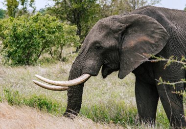 Ağzı açık Afrika fili kafası, yakın plan portresi, yan görüş. Hayvanlar doğal yaşam alanı, vahşi yaşam geçmişi, vahşi doğa. Savanada Safari, Güney Afrika, Kruger Ulusal Parkı
