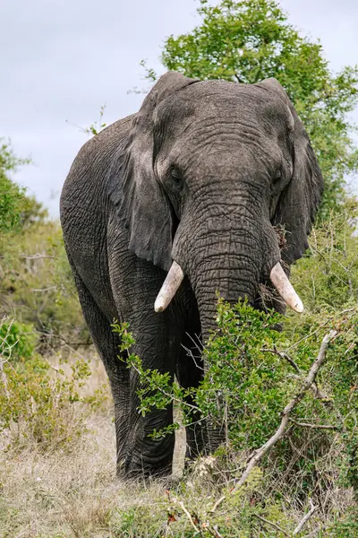 full length big African elephant in savannah front view close up. Safari in Kruger National Park, South Africa. reserve for conservation of animal populations. Animals wildlife background, wild nature