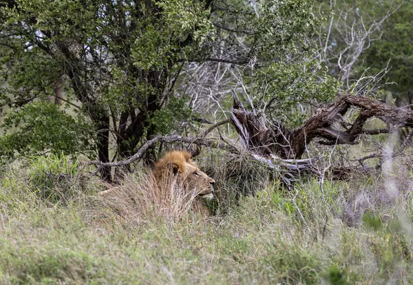 African male lion in natural habitat, wild nature, lies resting in green grass bushes. Safari in South Africa savannah. Animals wildlife wallpaper. Kruger National Park.