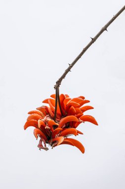 Red flower Erythrina caffra, corallodendron. African flora, Coral blooming bright orange flowers. October in South Africa. Unusual beautiful exotic tree, botanical minimalism wallpaper. Design element,  clipart
