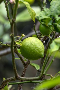 Ağaçtaki limon meyvesini kapat, narenciye çiçeği. Citrus aurantiifolia, çalı dalında yeşil limon. Hasat zamanı. Güney Afrika bahçe çiftliği. Doğal duvar kağıdı. 