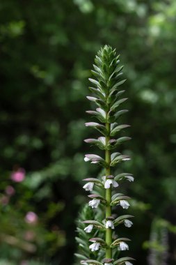 Botanik bahçesindeki Acanthaceae çiçeği, Acanthus Mollis. Koyu yeşil arka plan, beyaz mor açan çiçekler. akanthus spinosus