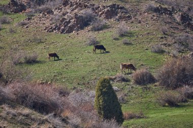 Yamaçta otlayan üç inek var. Çiftlik hayvanları serbest çiftlikte. Yeşil çimleri, çalıları ve ağacı olan bir dağ yamacı. Organik tarım, sığır otlatma, hayvan çiftliği, tarım. 