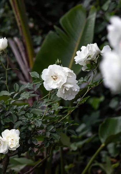 Sanfte Weiße Blüten Eisbergrosen Botanischen Hintergrund Dunkelgrüne Florale Tapete Schöne — Stockfoto