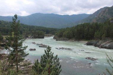 İki nehrin birleşimi, turkuaz ve mavi renkli bir nehir, Katun. Altai Cumhuriyeti, Sibirya, Rusya 'da popüler tatil beldesi