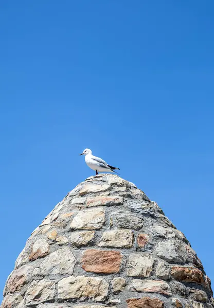 stock image Seagull stands on an ancient stone tower against the background of blue sky. Hartlauba gull, Chroicocephalus hartlaubii. South Africa marine, copy space