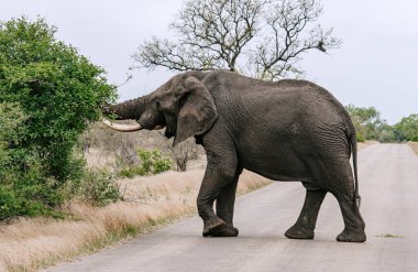 Fil, doğal manzaranın ortasında asfalt yoldan geçiyor. Geniş dişler, desenli deri, yeşillik bulutlu gökyüzü. Vahşi yaşam ve insan yapımı ortamların kesişmesi, birlikte yaşamın önemi, korunma