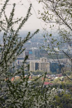 Çiçek açan ağaçların ve çalıların arasından çok katlı ve alçak katlı binaların manzarası. Bahar çiçekleri, şehir manzarası Almatı, Kazakistan. Beyaz çiçekler ve taze yeşil yapraklar, şehirdeki doğa parkı.