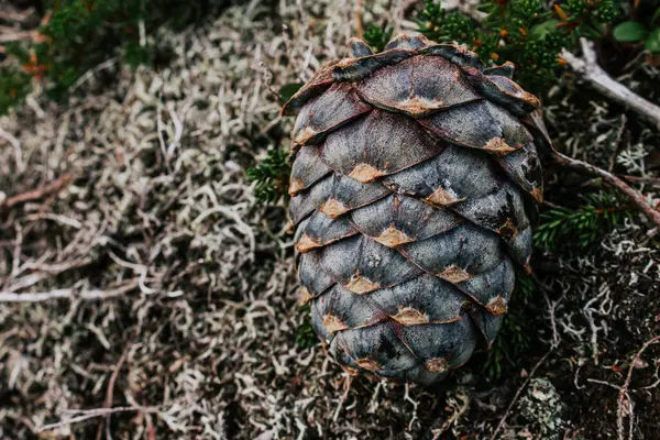 Taze sedir konisi, ağaç dalından düşmüş, yeşil çalılıklarda yatıyor. Sedir yağı için hammadde. Ceviz toplama mevsiminde vahşi doğada reçine kozalakları. Vitamin yağlarının kaynağı, yararlı besinler