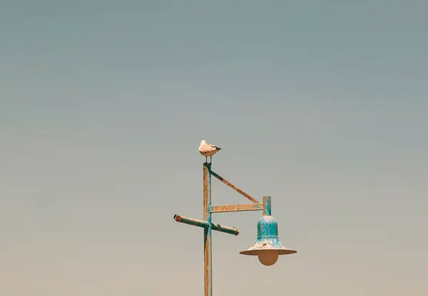 stock image Seagull standing on a lamppost against the background of blue sky. Hartlauba gull, Chroicocephalus hartlaubii. South Africa marine, copy space, till and orange style