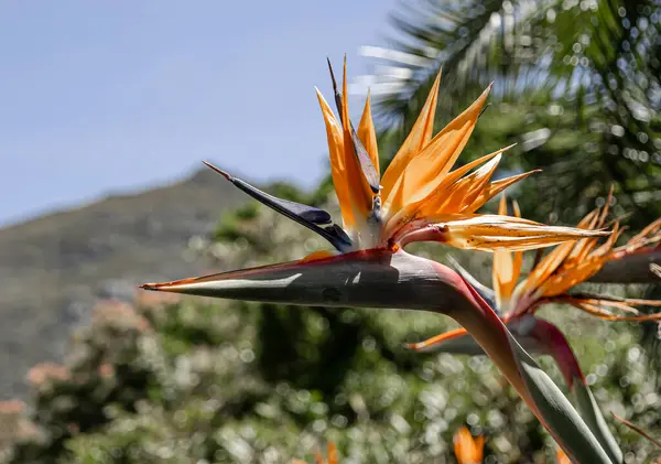 En sıra dışı çiçek Strelitzia reginae, Cennet Kuşu çiçeği tepe ve mavi gökyüzünün arka planında. Afrika çiçekleri. Güney Afrika Flora. Doğanın inanılmaz yaratılışı, çiçek açan bitki, botanik bahçesi