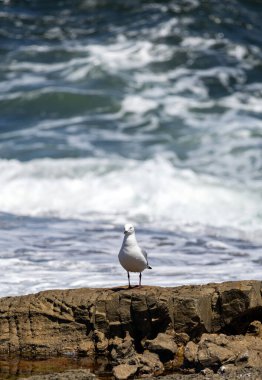 Hartlauba martı, Chroicocephalus hartlauthe. Martı kuşu, mavi okyanusun arka planında, kayanın üzerinde durur. Deniz esintisi. Güney Afrika deniz manzarası, doğal tatil duvar kağıdı, kopyalama alanı