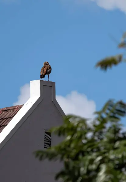 stock image Egyptian Nile goose stands on the roof of a building like a living weather vane. African bird, invasive animal. Alopochen aegyptiaca in natural habitat. South Africa
