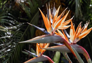 Botanik geçmişi. Vahşi doğada tropik bitkiler, palmiye ağaçları ve Strelitzia reginae, Cennet Kuşu çiçekleri. Afrika 'nın tropikal yağmur ormanları. İnanılmaz bir çiçek çiçeği.