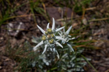 Alp çiçeği Edelweiss, Leontopodyum. Asteraceae familyasının dikdörtgen bitkisi. Dağların sembolü. Çiçekleri kapat