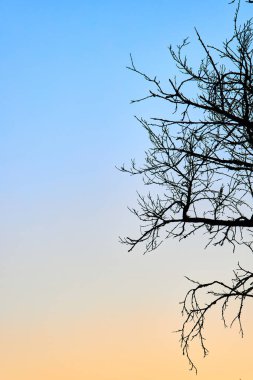 Gün batımında bulutsuz gökyüzüne yapraksız ağaç dallarının silueti. Maviden sarıya, arka planda. Doğal gradyan duvar kağıdı 