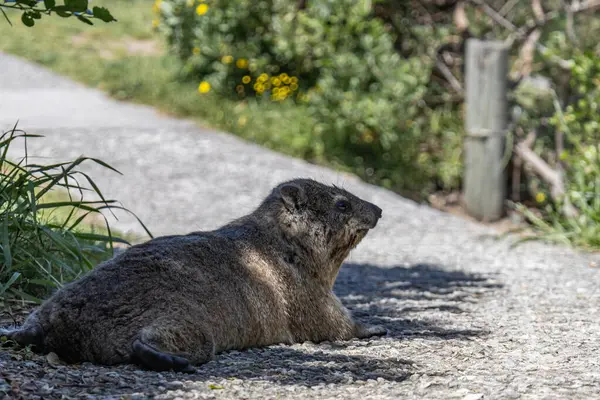 stock image Rock hyrax resting on footpath in the shade of tree. Procavia capensis. cape hyrax, Afrotheria animals. South Africa. Species of Afroasiatic mammal. Cute little animal in natural habitat, wildlife 