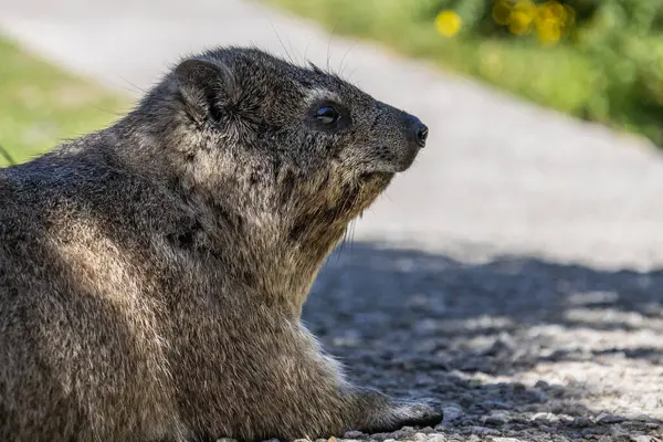 stock image Close up side view portrait of rock hyrax. Procavia capensis. cape hyrax, Afrotheria animals. South Africa. Species of Afroasiatic mammal. Cute little animal in natural habitat, wildlife 