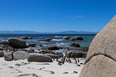 Kumlu Atlantik kıyısında kayaları olan Afrika penguenleri kolonisi. Sfenisküs demersus. Kara ayaklı, ahmak penguen. Uluslararası Kırmızı Kitap 'ta hayvanlar listelenmiş. Güney Afrika, doğal yaşam alanı, vahşi yaşam.