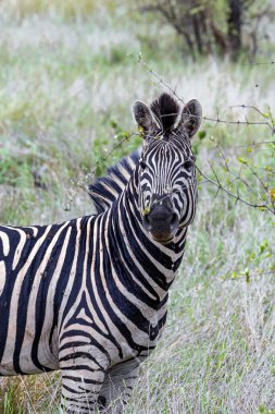 Portrait of African zebra in natural habitat. Safari, Kruger National park, South Africa. Animals wildlife, wild nature. Burchells Zebra, Equus burchelli  clipart