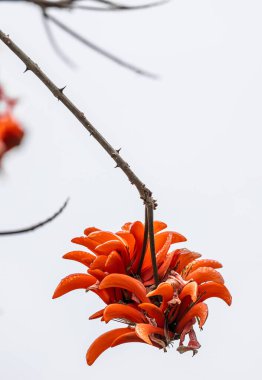 Kırmızı Erythrina caffra çiçeği, corallodendron. Afrika bitkisi, mercan çiçeği, parlak turuncu çiçekler. Güney Afrika 'da bahar. Sıradışı güzel egzotik ağaç, botanik duvar kağıdı