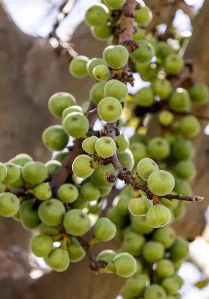 Ficus carica vahşi doğada yetişir. İncir ağacının dalına asılmış küçük yeşil olgunlaşmamış incirler. Bir sürü çiğ meyve. Değerli meyve fabrikası