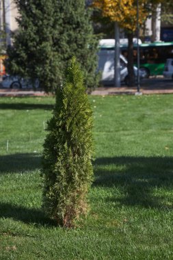 Yeşil çimlerle çevrili küçük bir thuja ağacı ya da çalısı. Şehir peyzajı, şehir manzarası tasarımı.