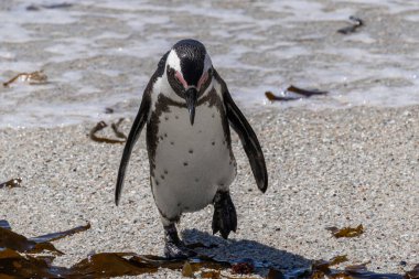 Sad South African penguin has come out of water and walking along the sandy coast. Spheniscus demersus. Black-footed or jackass penguin. South Africa, Cape Town, natural habitat of Spectacled penguins clipart