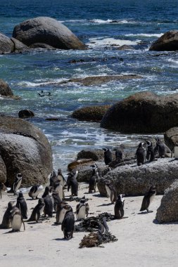 Kumlu Atlantik kıyısında kayaları olan Afrika penguenleri kolonisi. Sfenisküs demersus. Kara ayaklı, ahmak penguen. Uluslararası Kırmızı Kitap 'ta hayvanlar listelenmiş. Güney Afrika, doğal yaşam alanı, vahşi yaşam.