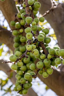 Small green unripe figs hanging on a fig tree branch. Lots of raw fruits. Ficus carica grows in wild nature. Valuable fruit plant clipart