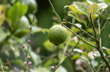 Taze kireç, Citrus aurantiifolia, ağaç dalında yeşil limon. Hasat zamanı, bahçe çiftliği. Doğal arka plan. Çalılıklardaki meyveler, botanik duvar kağıtları