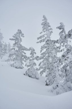 Karla kaplı sedir ağaçları tamamen karla kaplı. Sert kış, yüksek yağış. Doğada renk eksikliği. Sibirya ormanı, sert kıtasal iklim tipi, uzun ve soğuk kışlar.