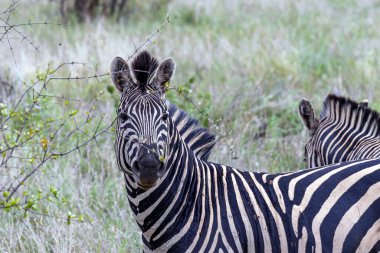 Afrika zebrasının portresi kameraya, yeşil çimenlere, doğal yaşam alanına bakar. Safari, Kruger Ulusal Parkı, Güney Afrika. Hayvanlar vahşi yaşam, vahşi doğa. Burchells Zebra, Equus burchelli 