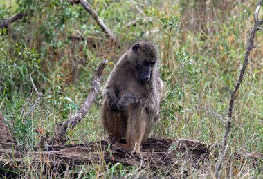 Üzgün maymun çimenlerde bir kütüğe oturur. Güney Afrika 'daki Kruger Ulusal Parkı' nda Chacma babunu. Savanadaki Safari. Hayvanlar doğal yaşam alanı, vahşi yaşam, vahşi doğa geçmişi, yakın çekim.