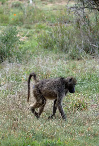 Güney Afrika 'daki Kruger Ulusal Parkı' nda Chacma babunu. Maymun yürüyor. Savanadaki Safari. Hayvanlar doğal yaşam alanı, vahşi yaşam, vahşi doğa.
