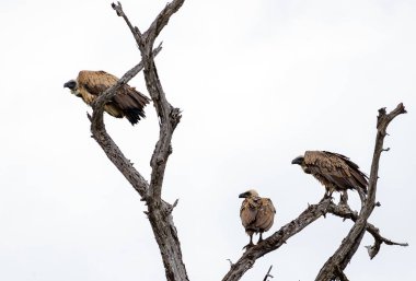 Kuru dalda üç tane beyaz sırtlı Afrika akbabası. Kruger Ulusal Parkı, Güney Afrika. Hayvan yaban hayatı kuşu geçmişi. Savanadaki Safari. üçüncü tekerlek