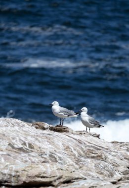 Two gulls, couple of birds stand on rock against background of blue ocean, sea cost. Hartlauba gull, Chroicocephalus hartlaubii. South Africa marine landscape, natural vacation wallpaper, copy space clipart