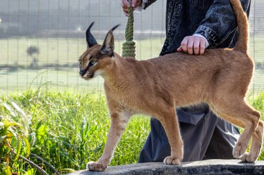 Kadın elinde bir ip oyuncakla geziyor ve yanında bir kedi var. Rehabilitasyon merkezinde büyük bir kedi, Güney Afrika 'da evcil hayvan çiftliği. Vahşi hayvanları tutsak etmek ve onlarla ilgilenmek. Bozkır vaşak kenar görünümü