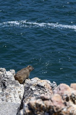 Rock hyrax sitting on a rocky cliff by the ocean. Procavia capensis. cape hyrax, Afrotheria animals. South Africa. Species of Afroasiatic mammal. Cute little animal in natural habitat, wildlife  clipart